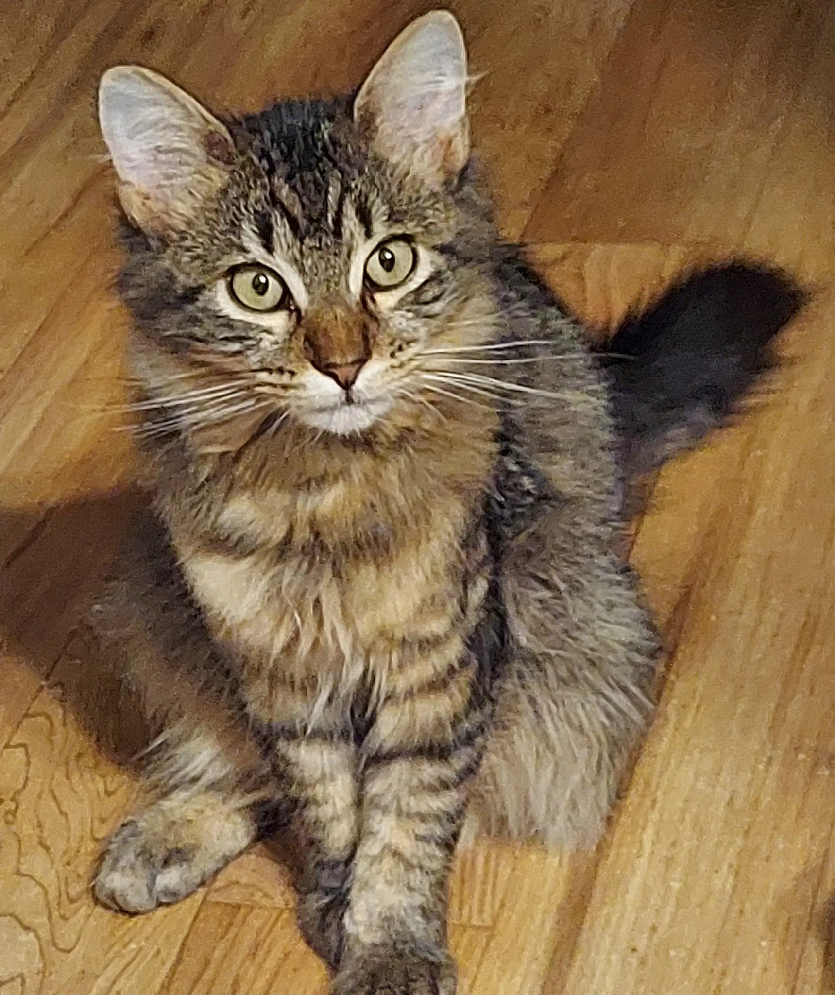 Maine Coon Bonded Brothers - Maine Coon