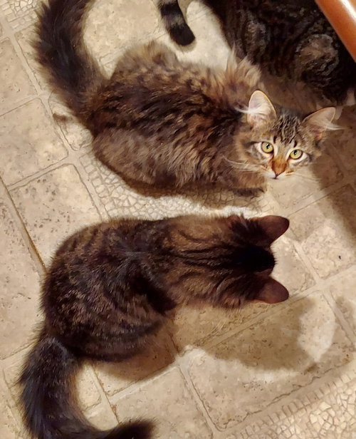 Maine Coon Bonded Brothers photo 2