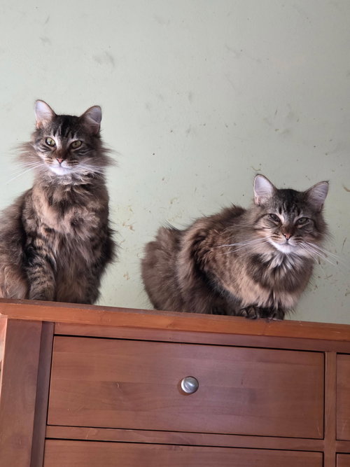 Maine Coon Bonded Brothers photo 3
