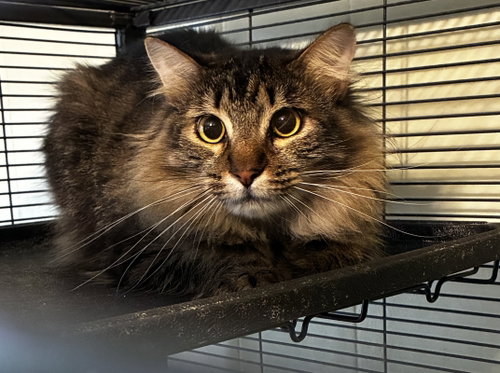 picture of the cat needing adoption