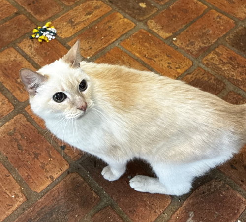 Kitty photo 2