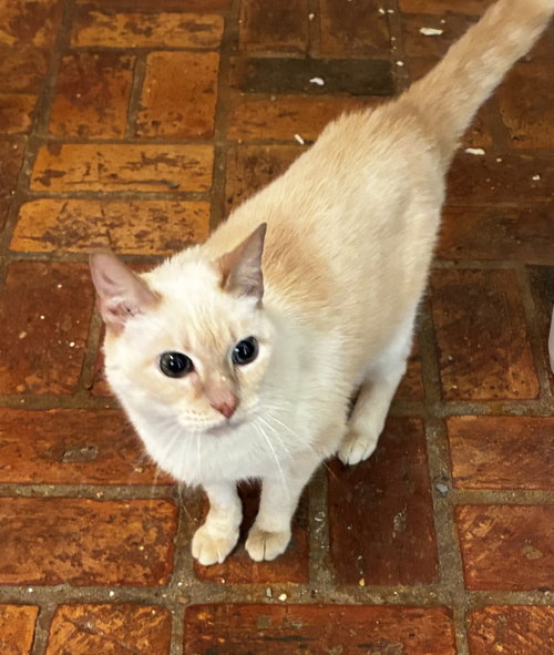 Kitty photo 3