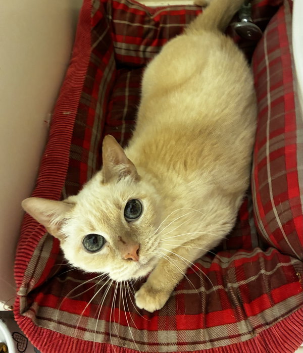 Kitty, front declawed