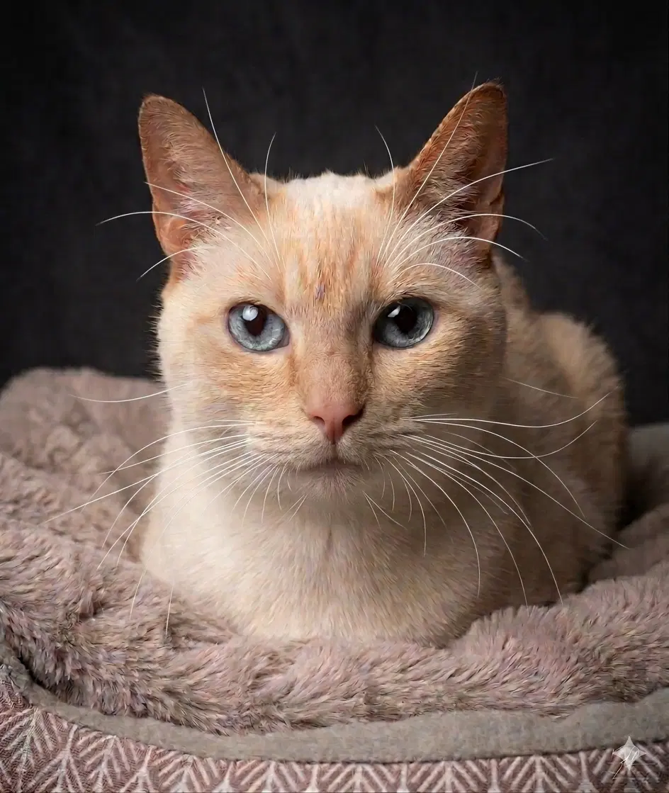 Kitty Front Declawed - Siamese