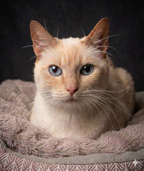 picture of the cat needing adoption