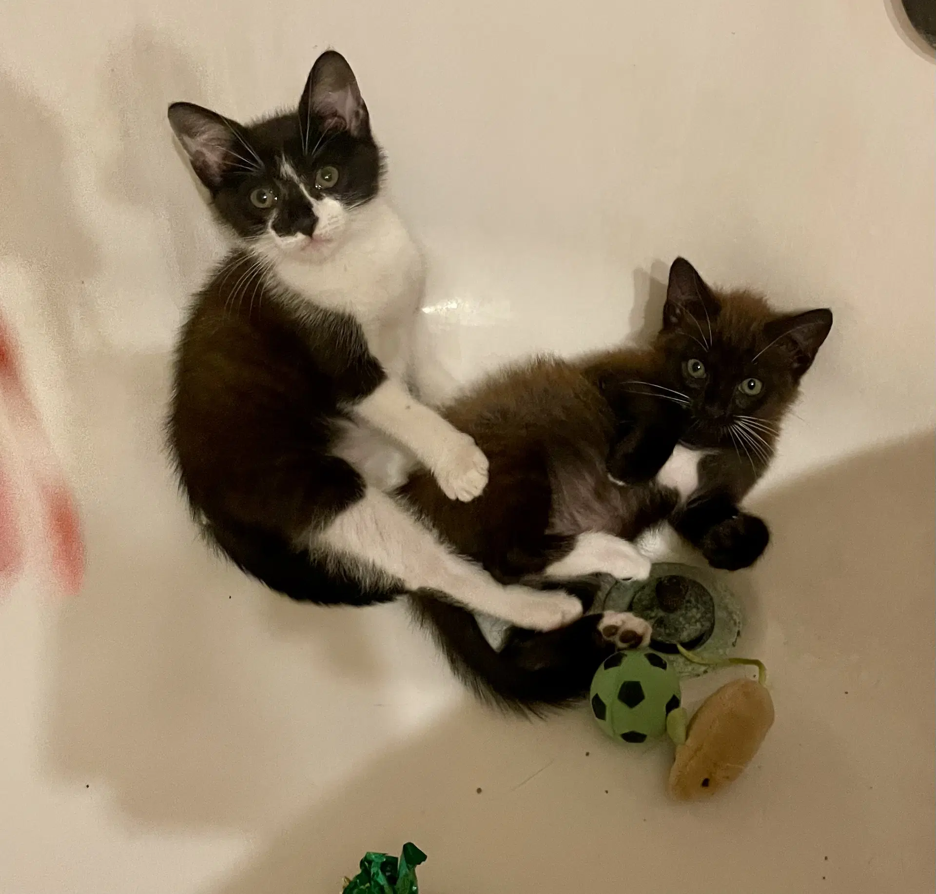 Cher  Sonny - Domestic Short Hair