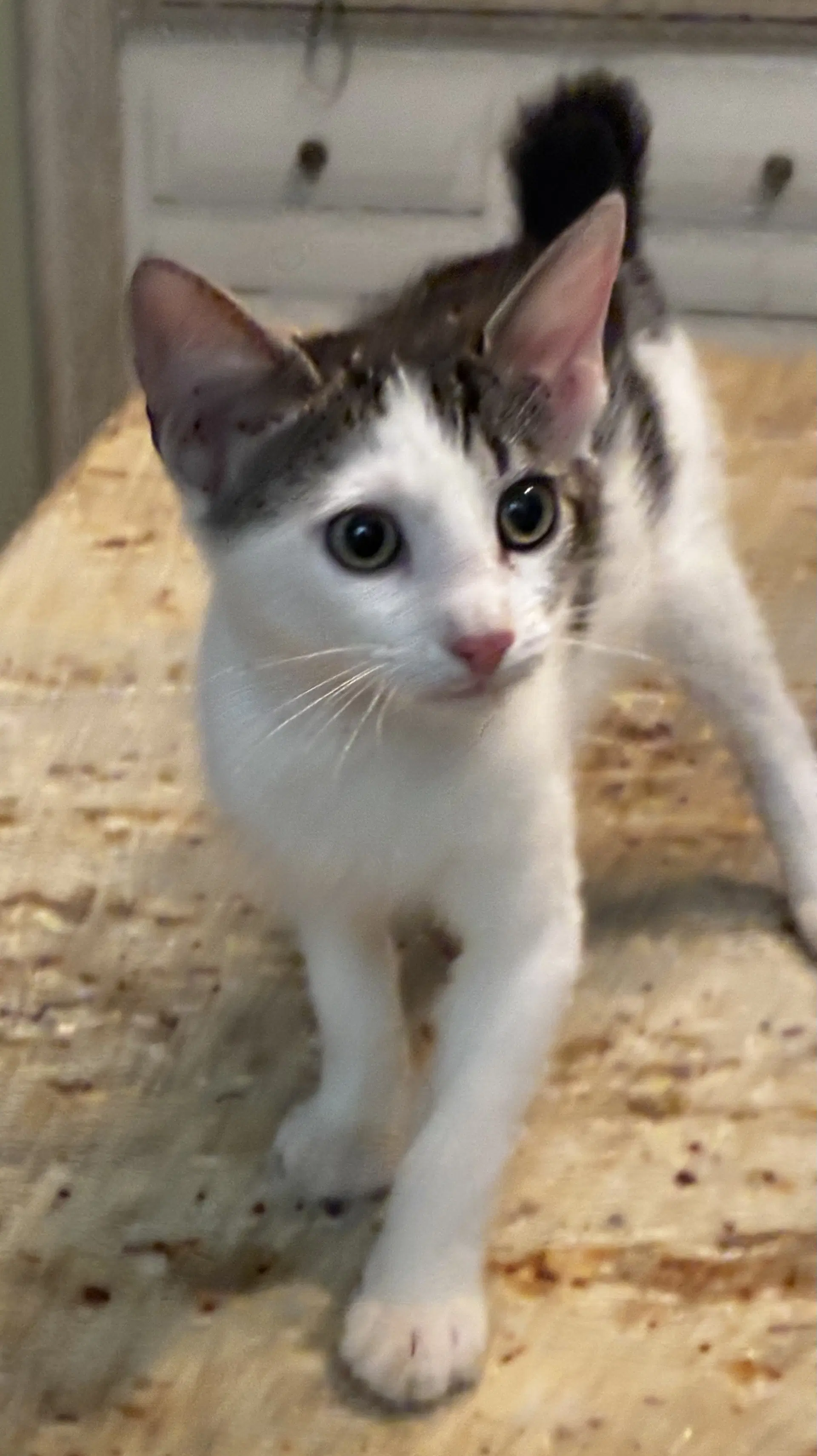 Mr Bob - Bobtail