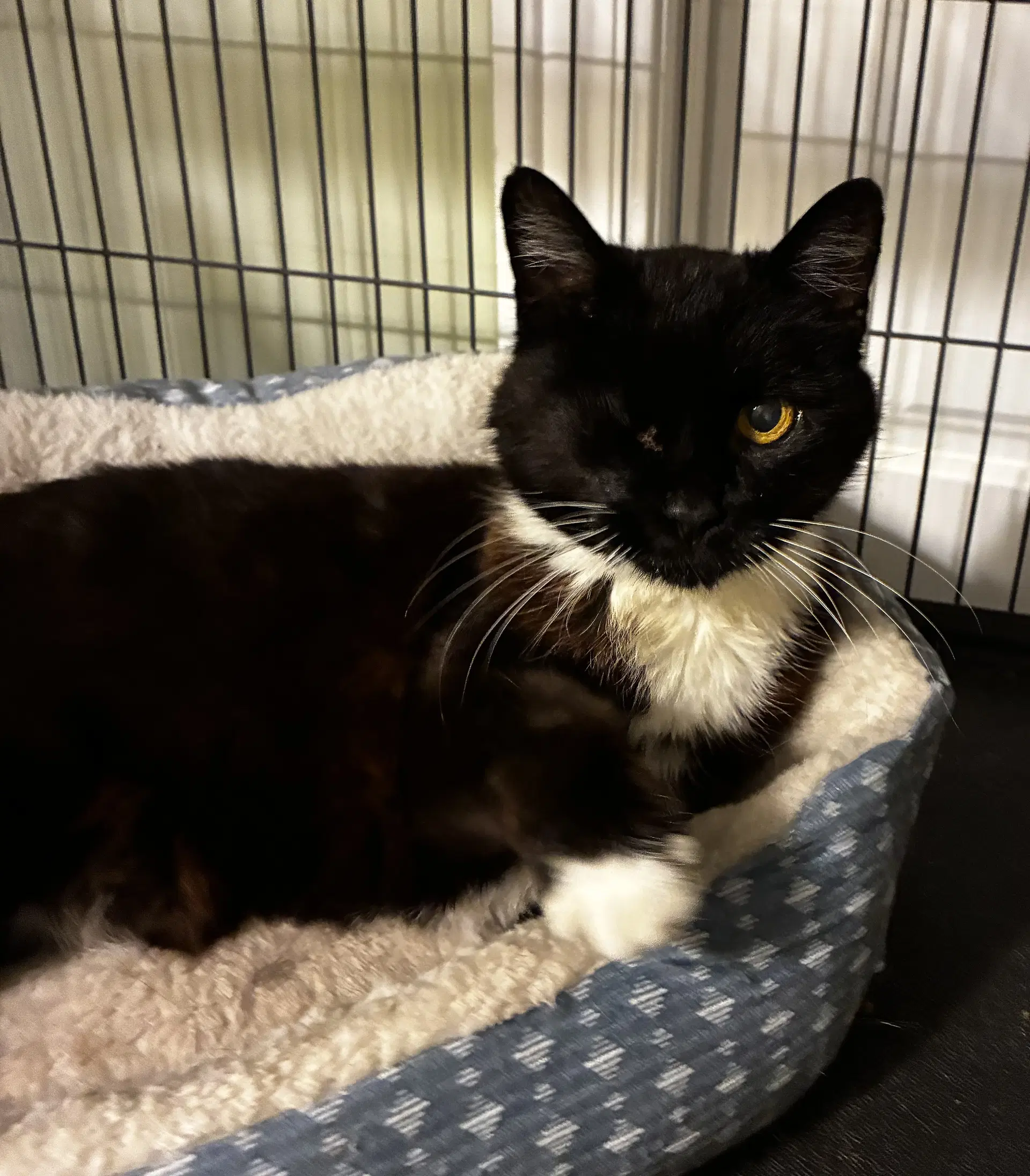 Martha - Tuxedo