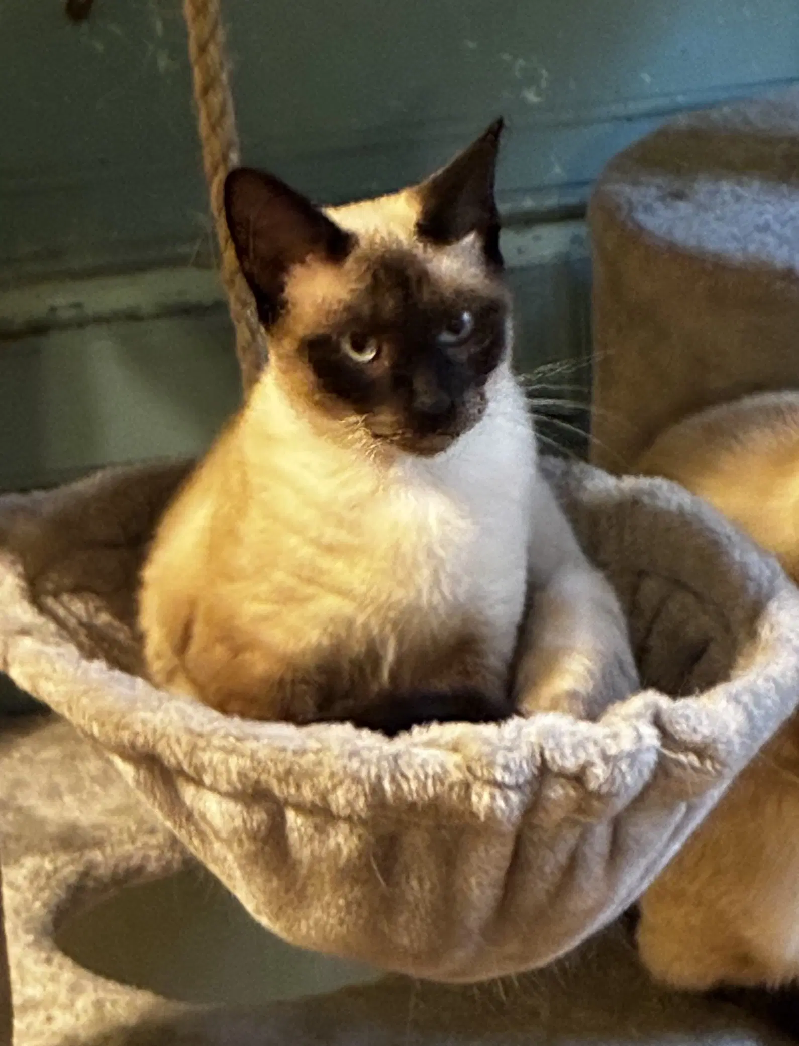 Eleanor  See Bro Jake - Siamese
