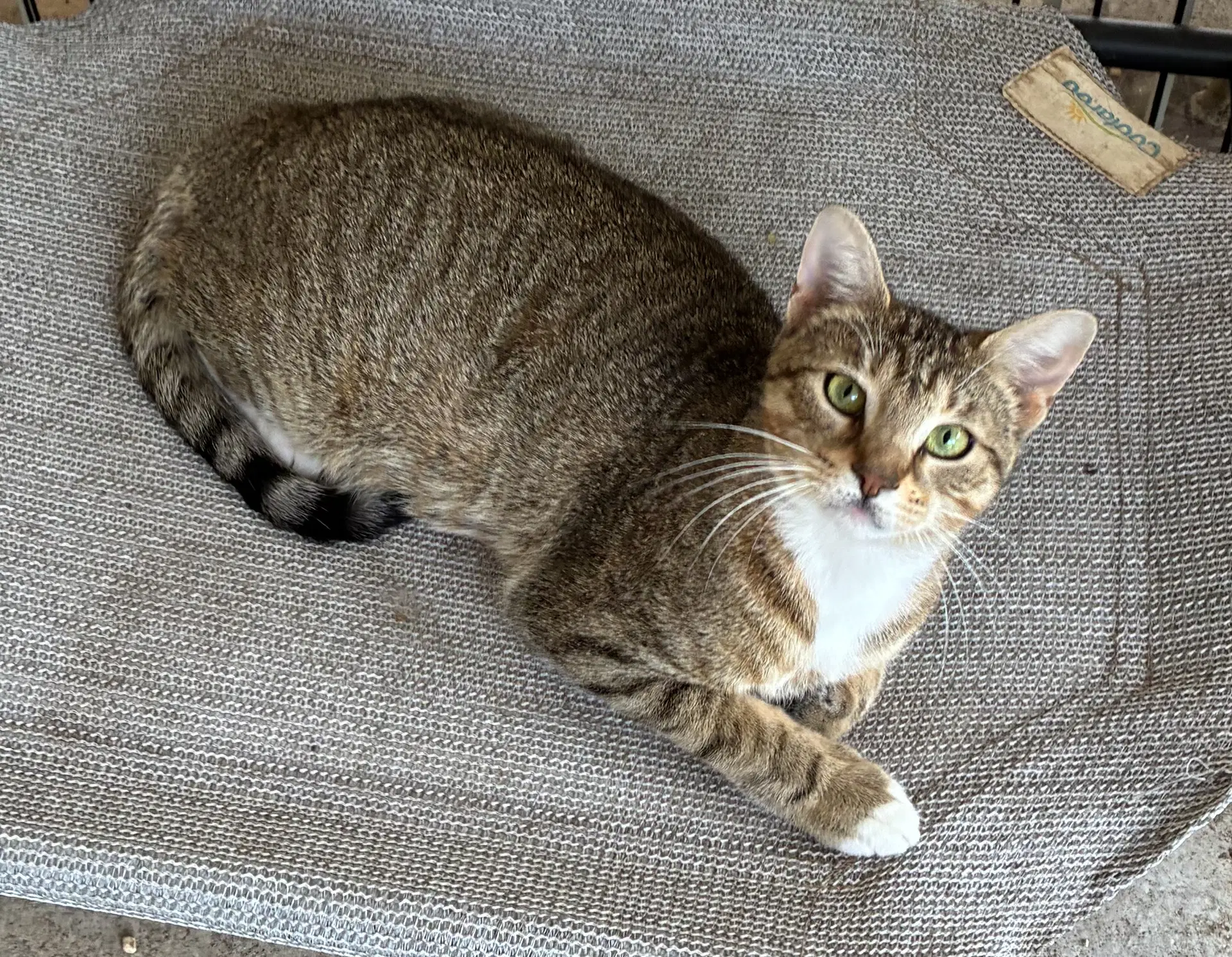 Cassie image 3
