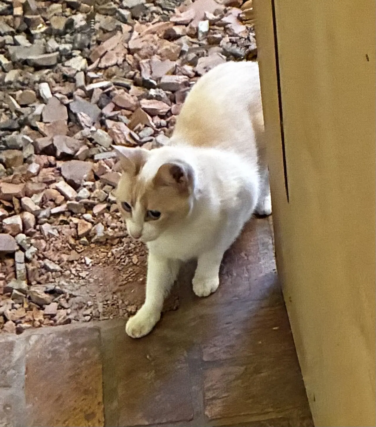 Betty - Siamese