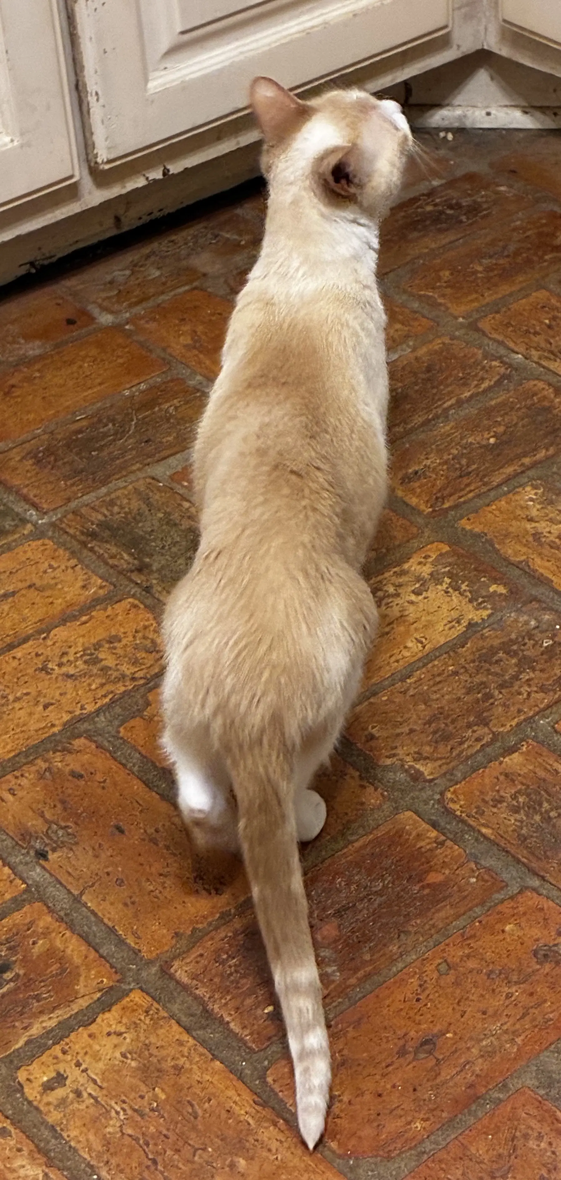 Betty image 3
