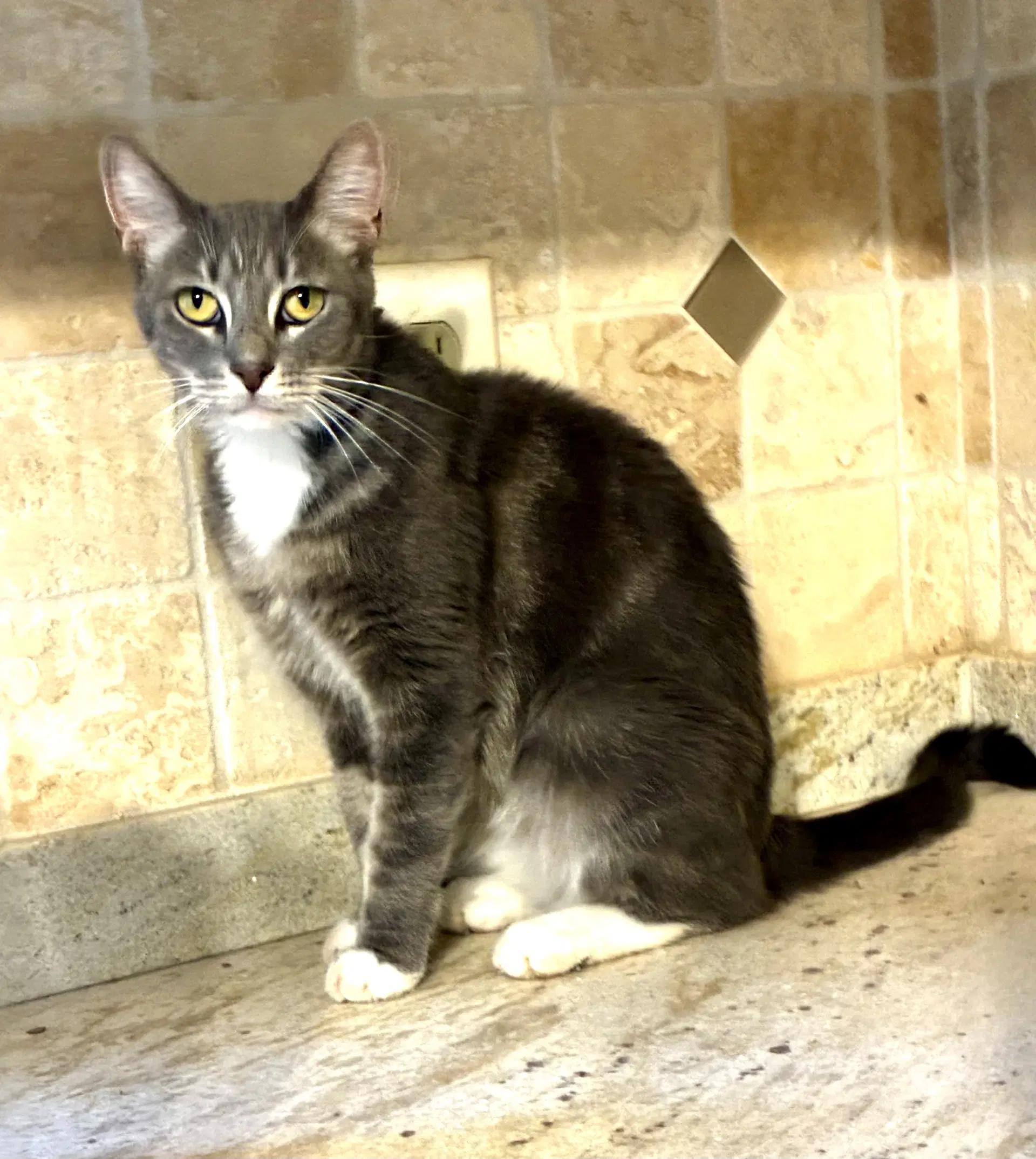Allie - Tabby