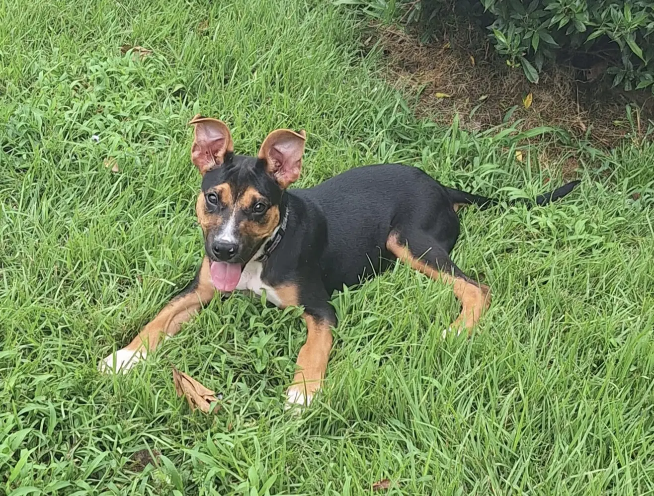 Izzy image 2