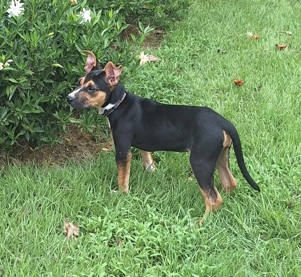 Izzy image 3