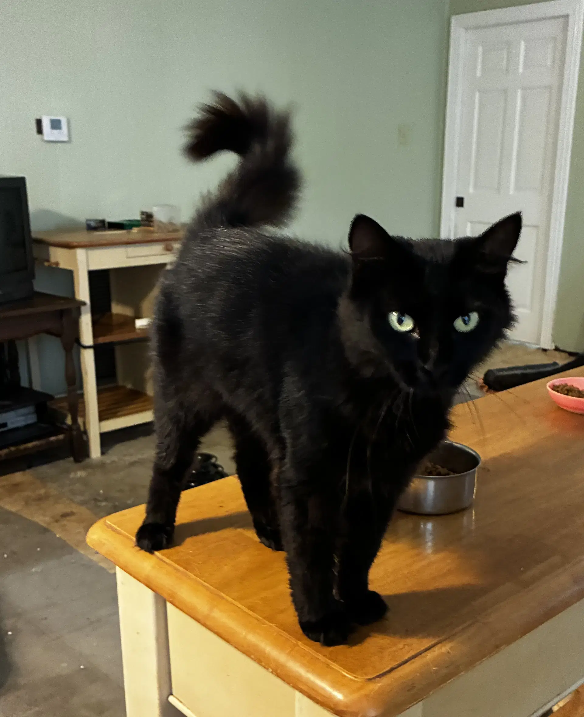 Pretty Girl - Domestic Medium Hair