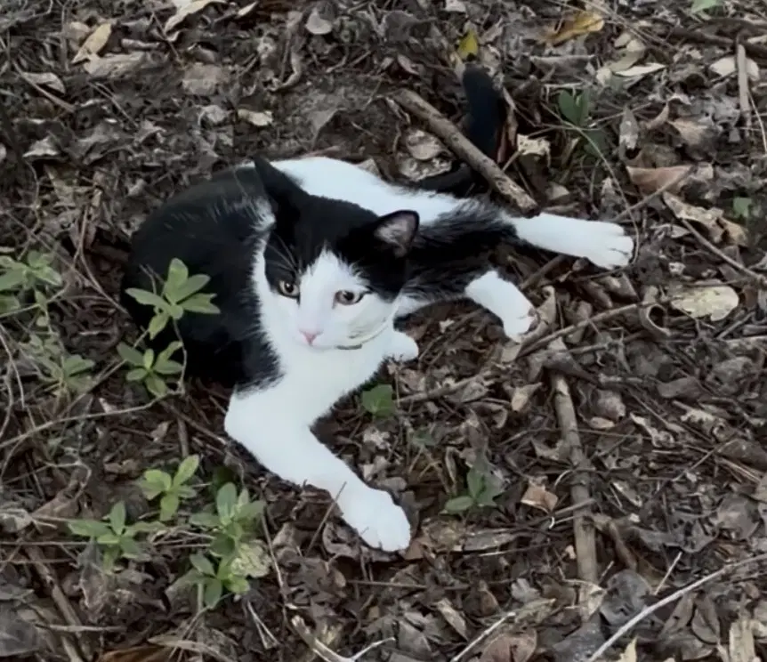 Bennie - Domestic Short Hair