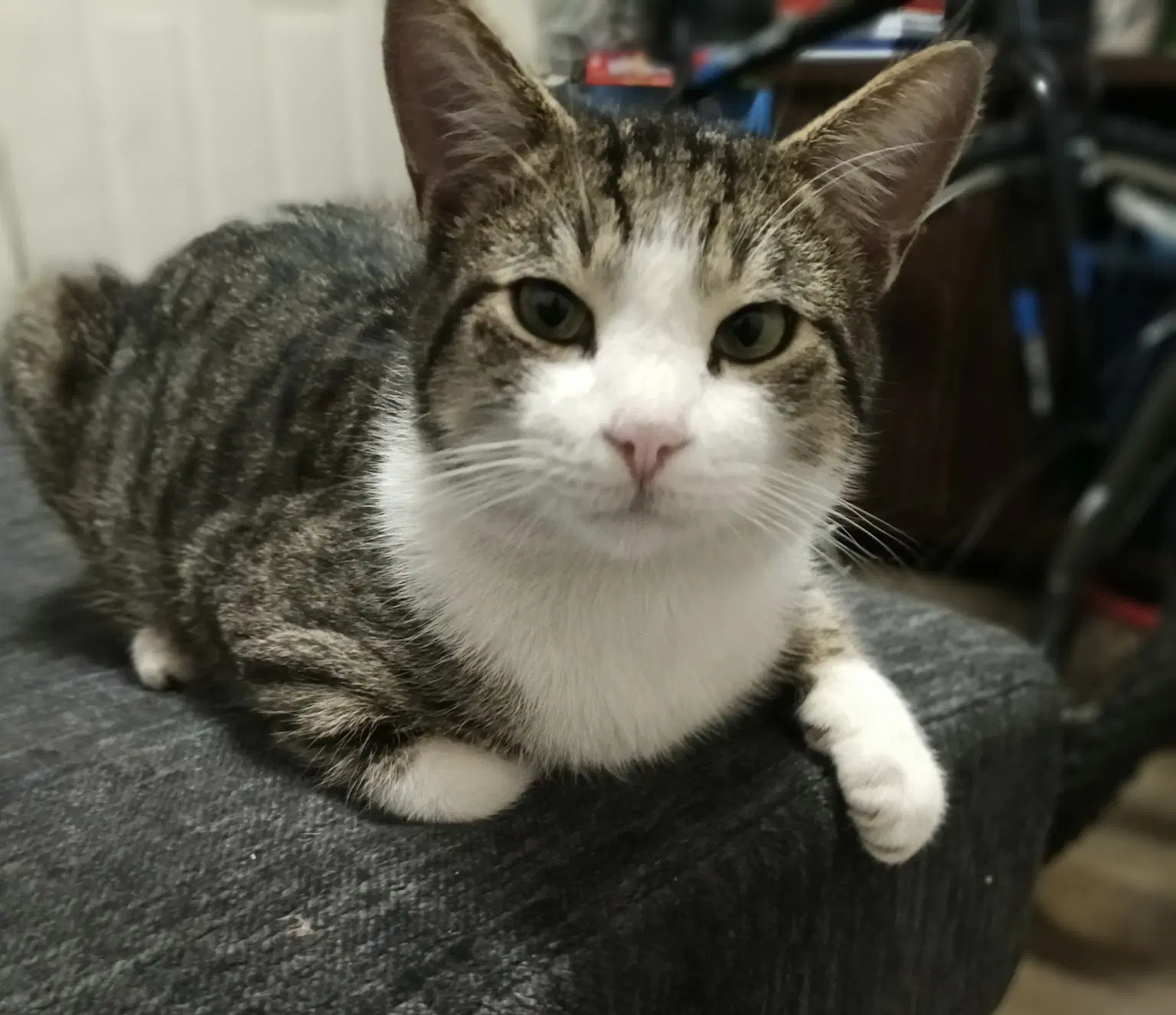 Binx - Tabby