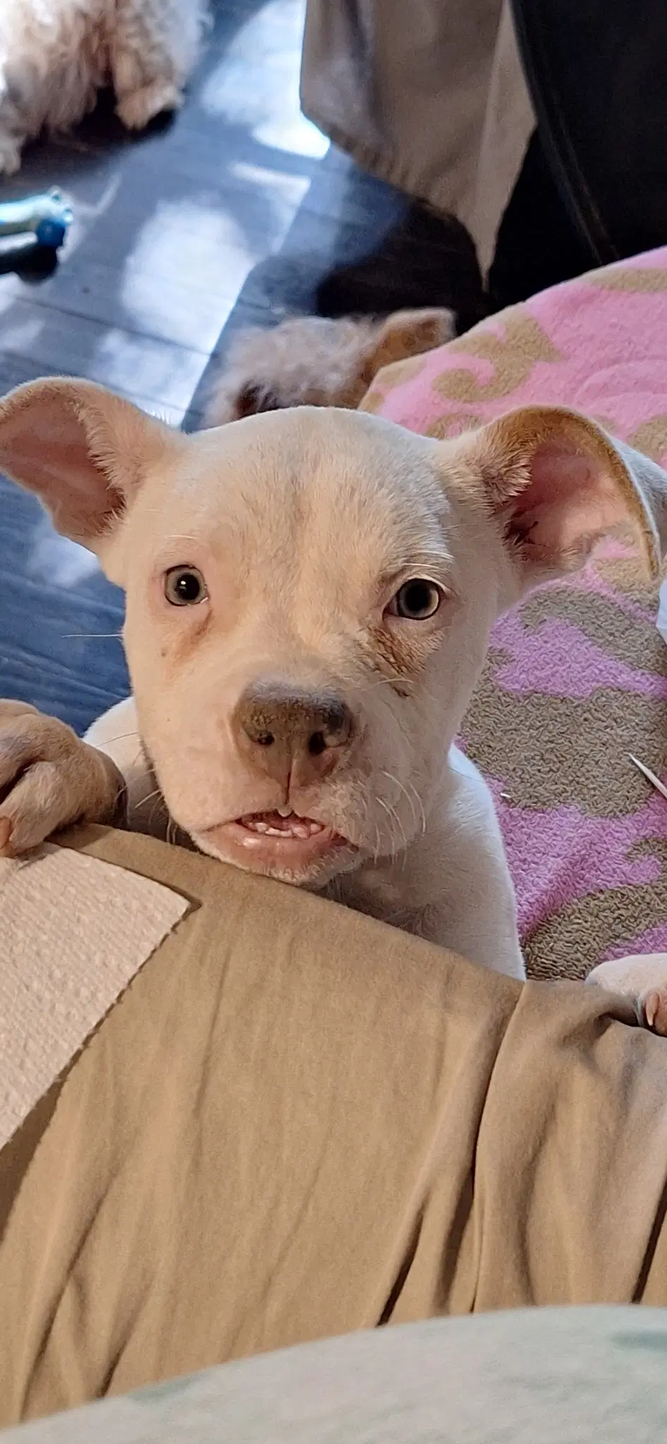 Powder - Bulldog