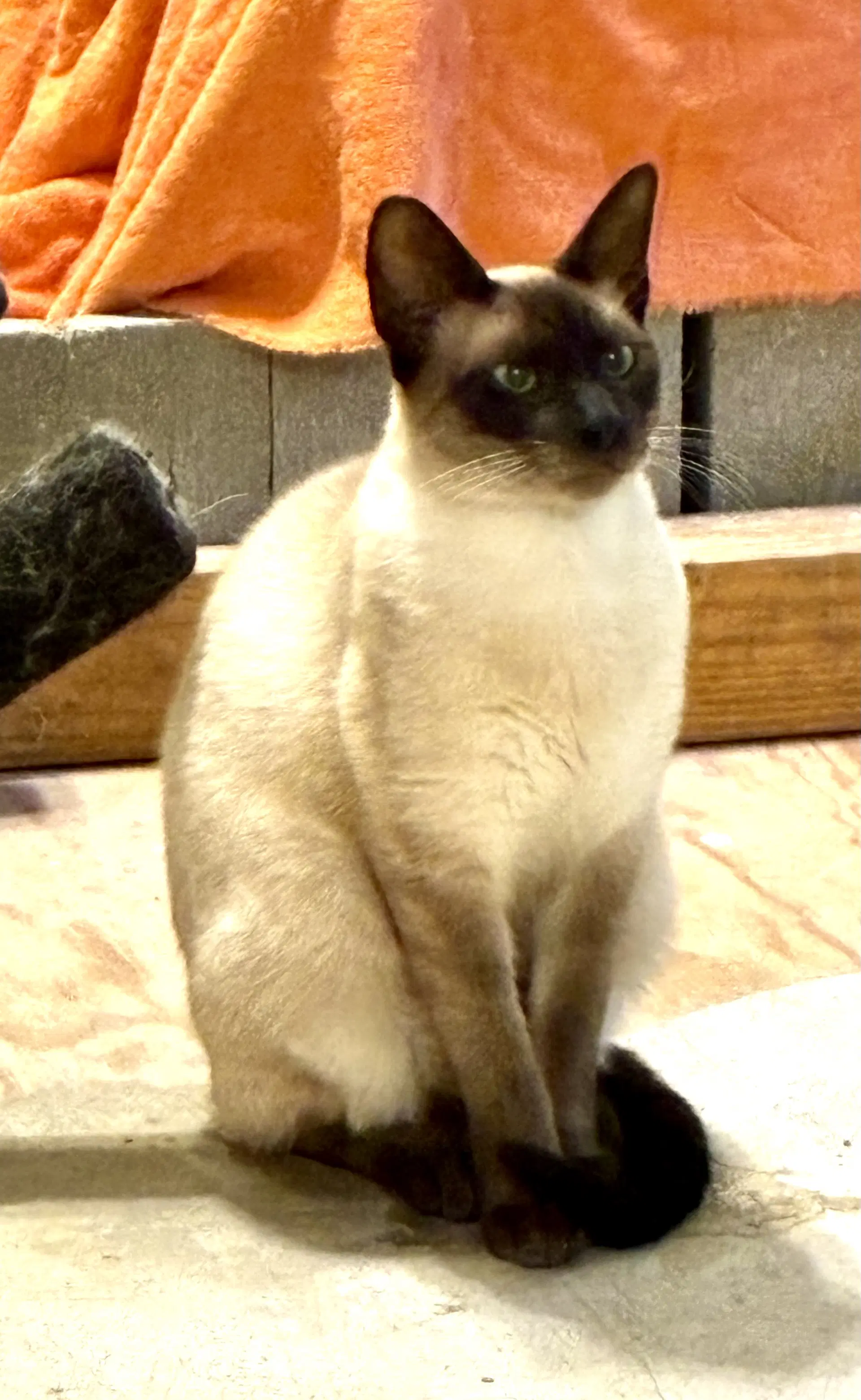 Jake  See Sis Eleanor - Siamese
