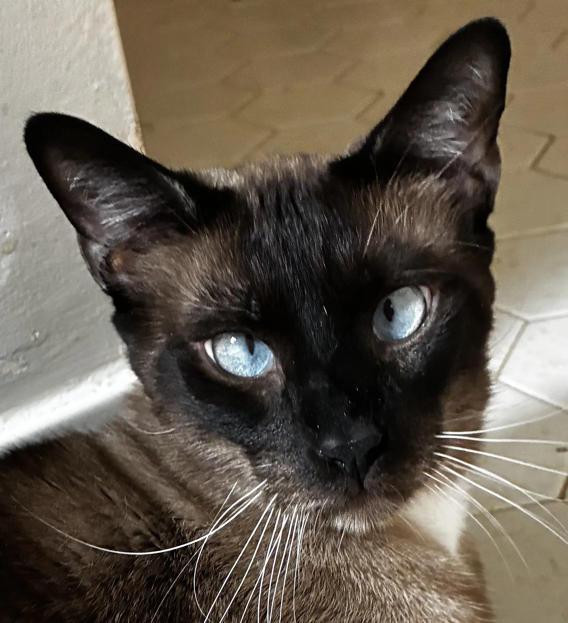 Charlie - Siamese