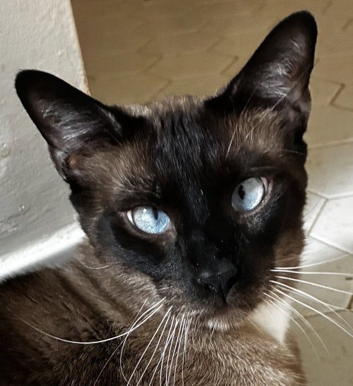 picture of the cat needing adoption