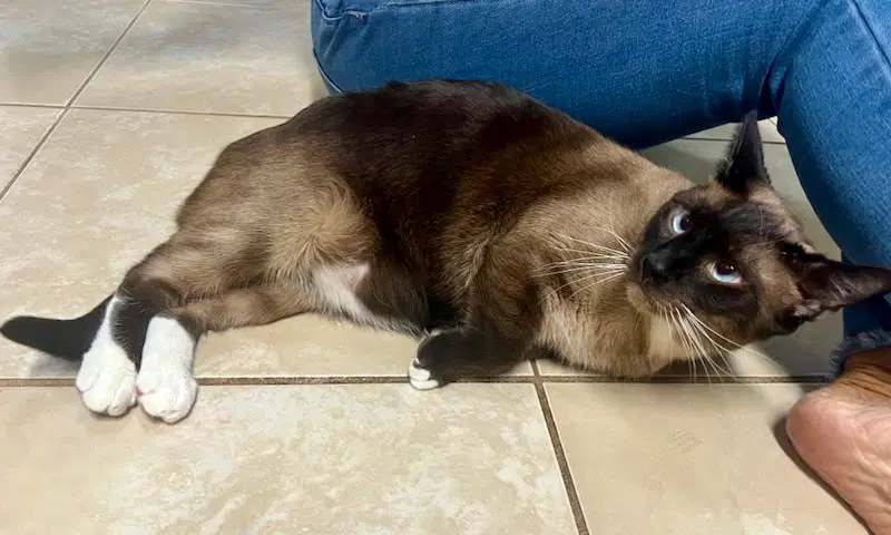 Charlie image 3