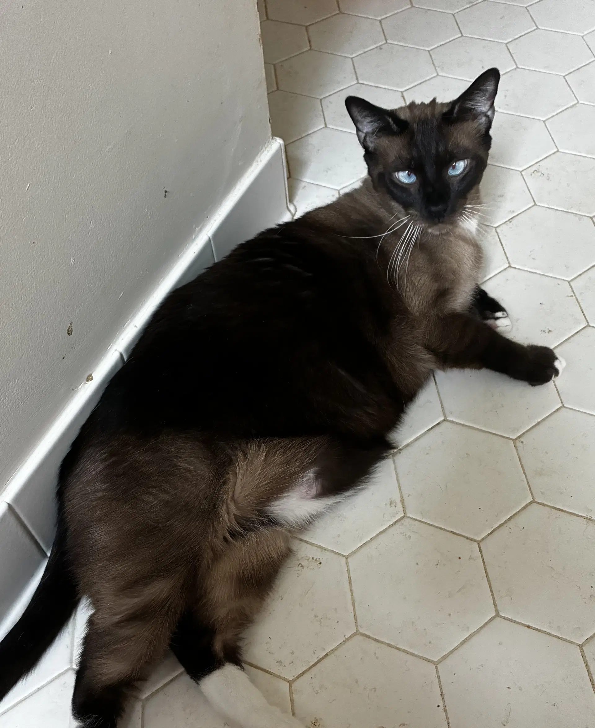 Charlie image 4
