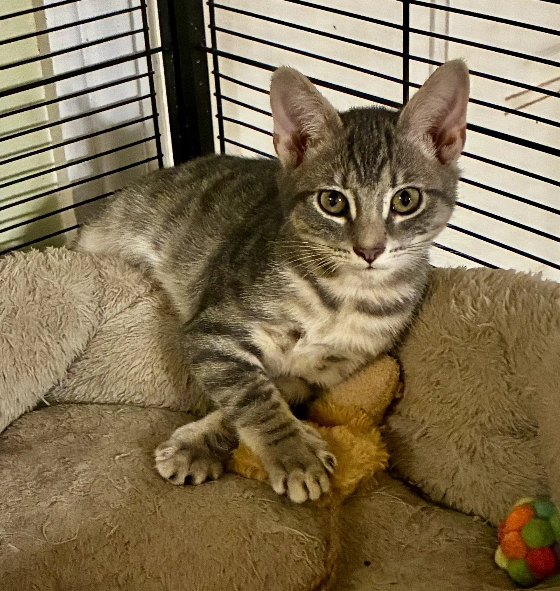 Sylvie - Tabby
