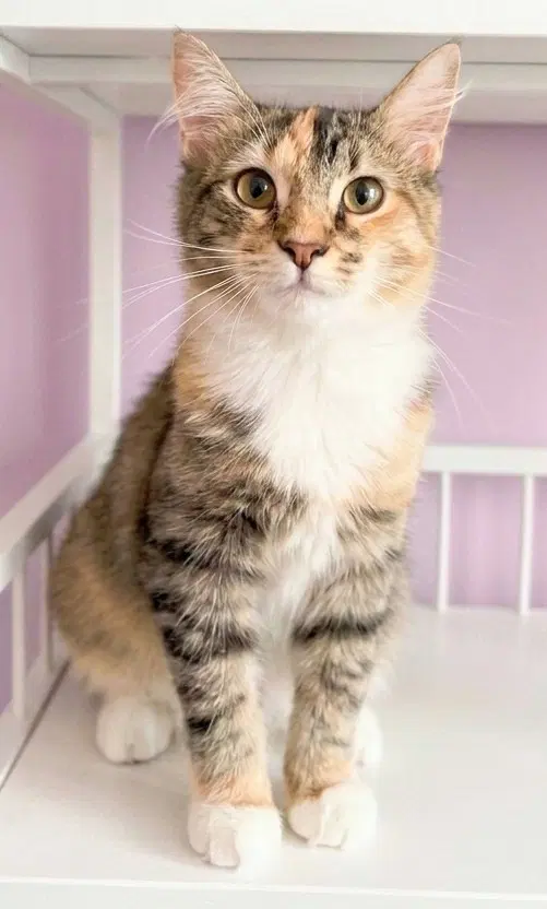 Ella Mae image 4