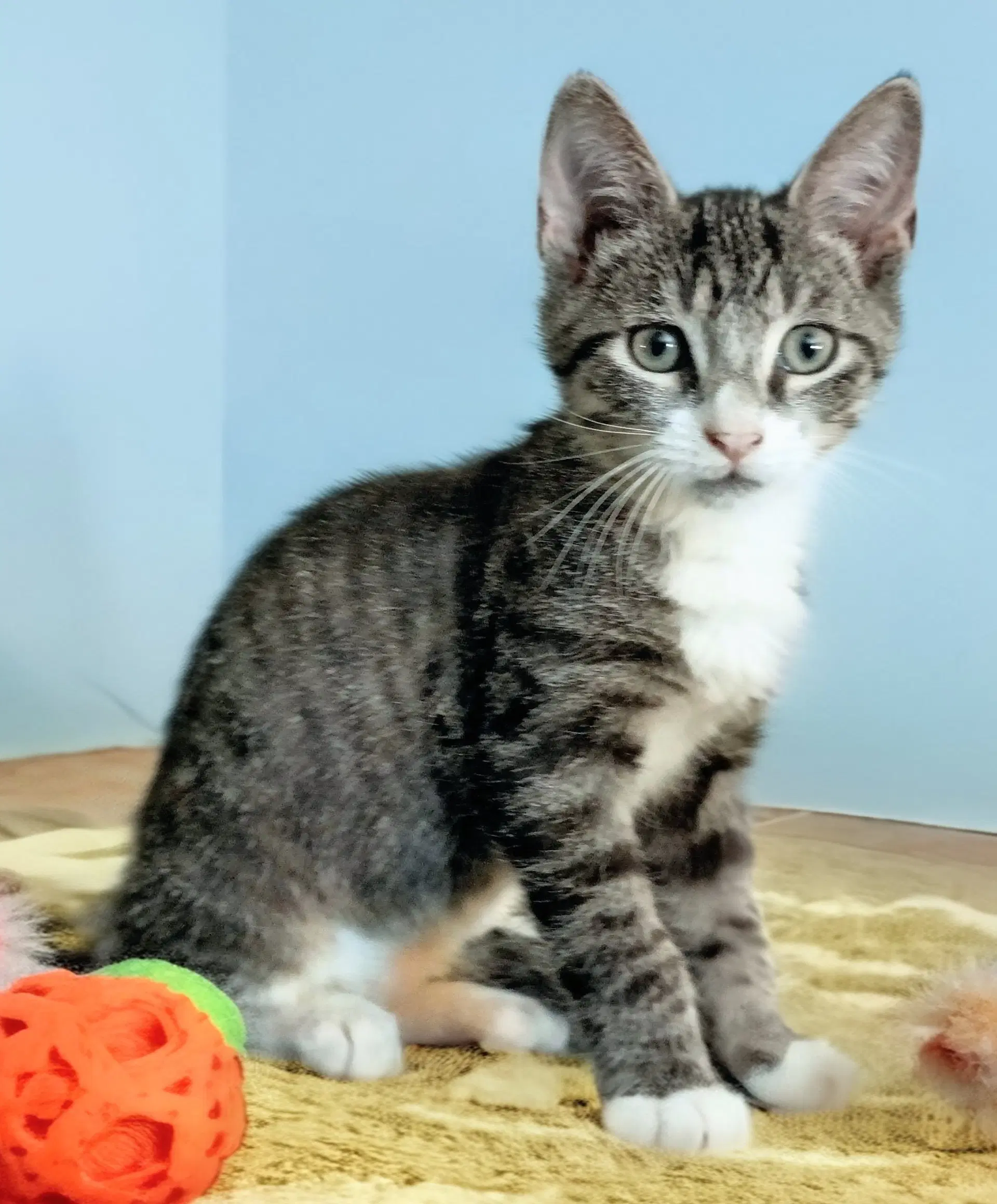 Rebel - Tabby
