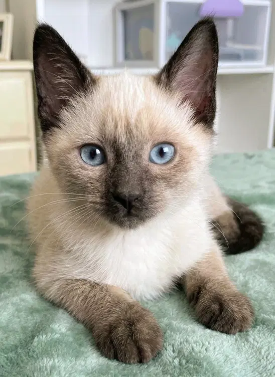 Gold - Siamese