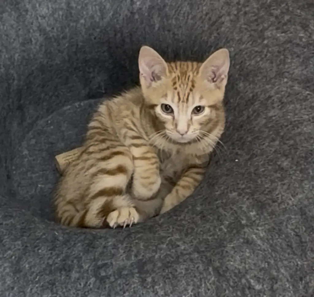 Toby Keith - Tabby