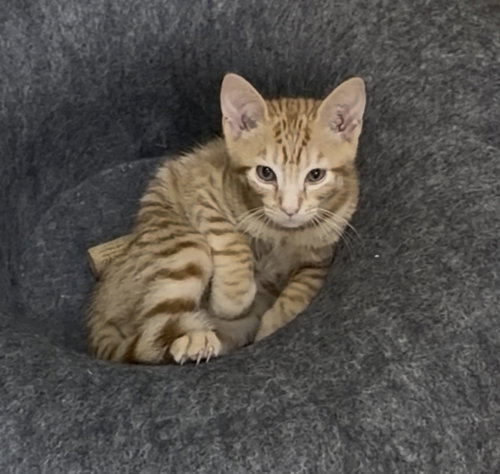 Toby Keith, a cat for adoption from Adopt-a-Kitty.org