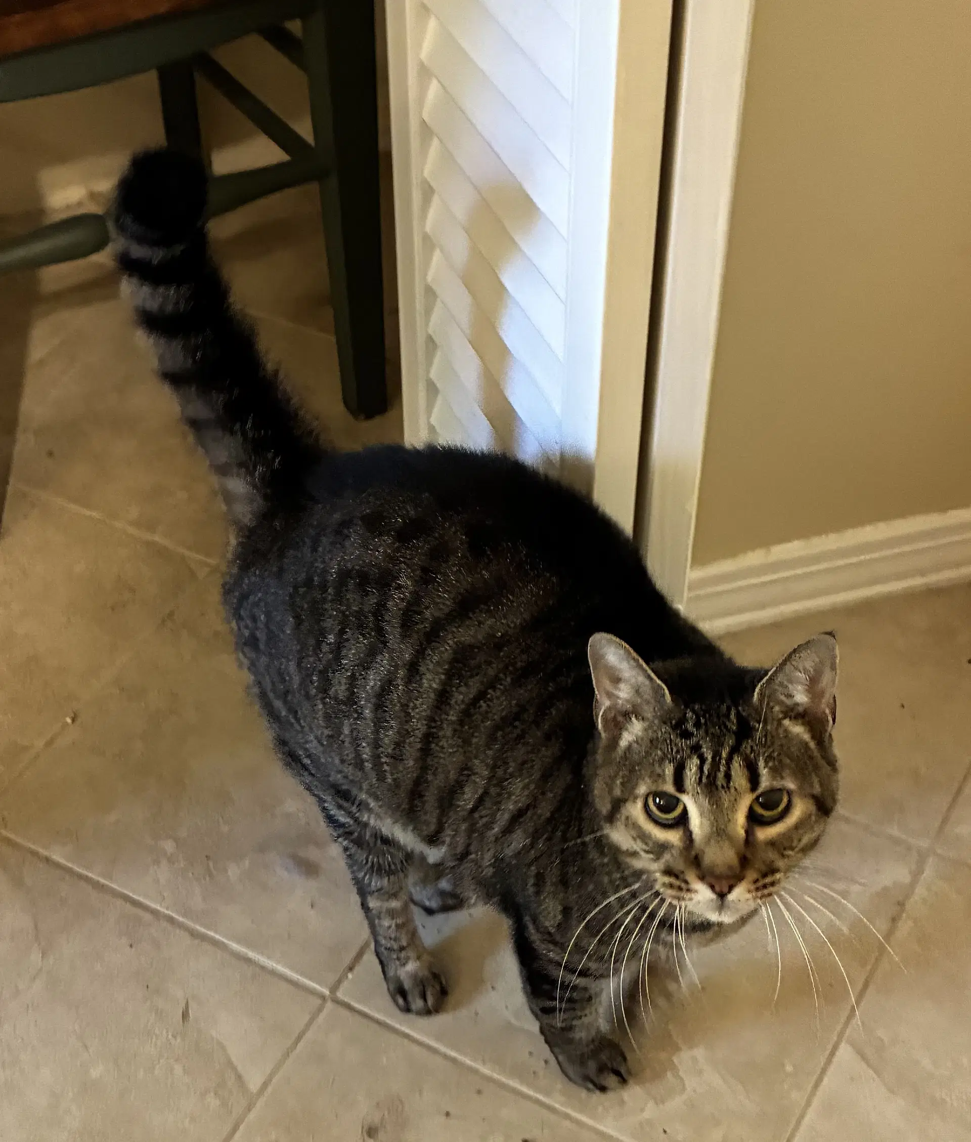Baby Declawed - Tabby