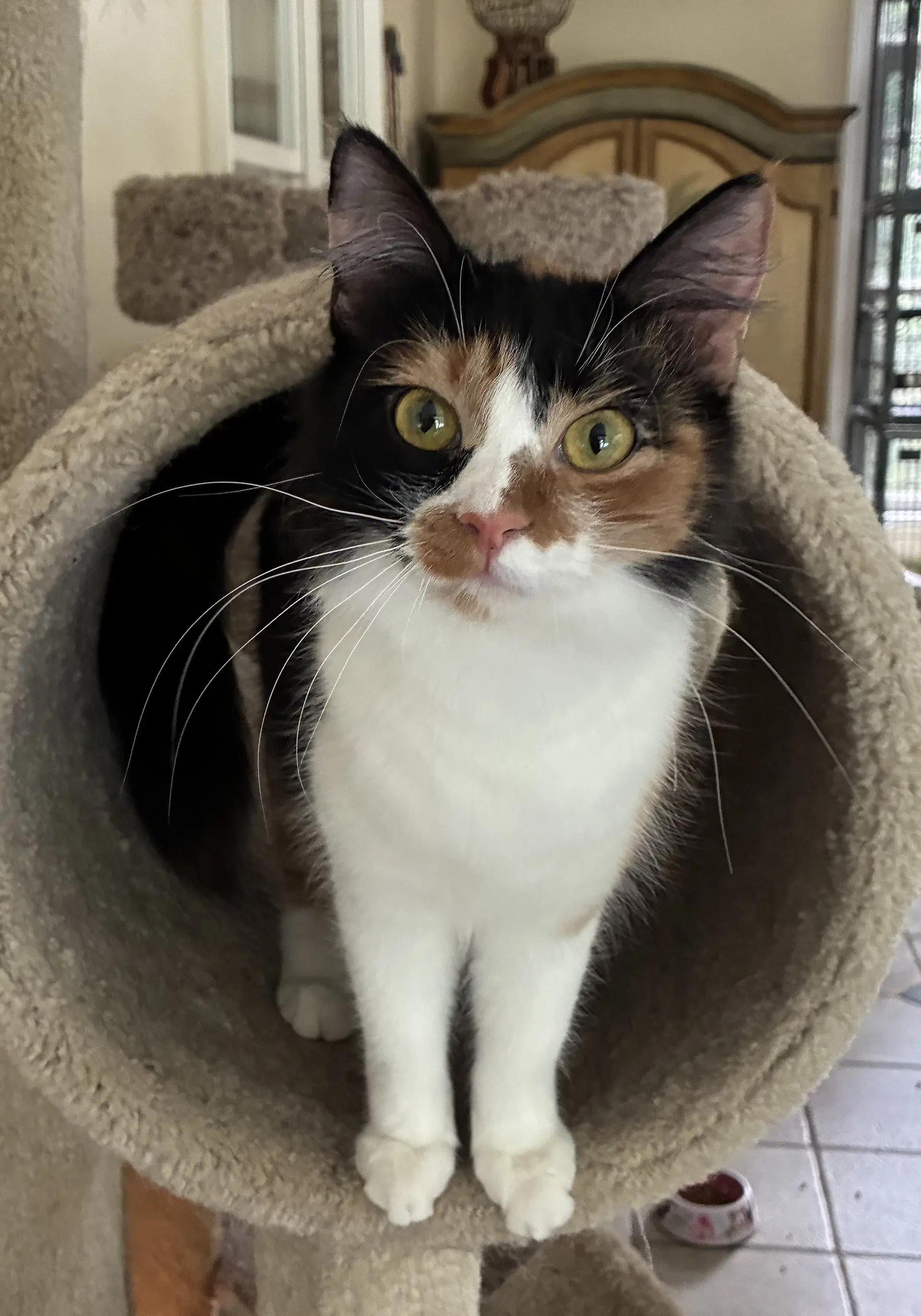 Pumpkin - Domestic Medium Hair