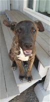 adoptable Dog in  named Fearless