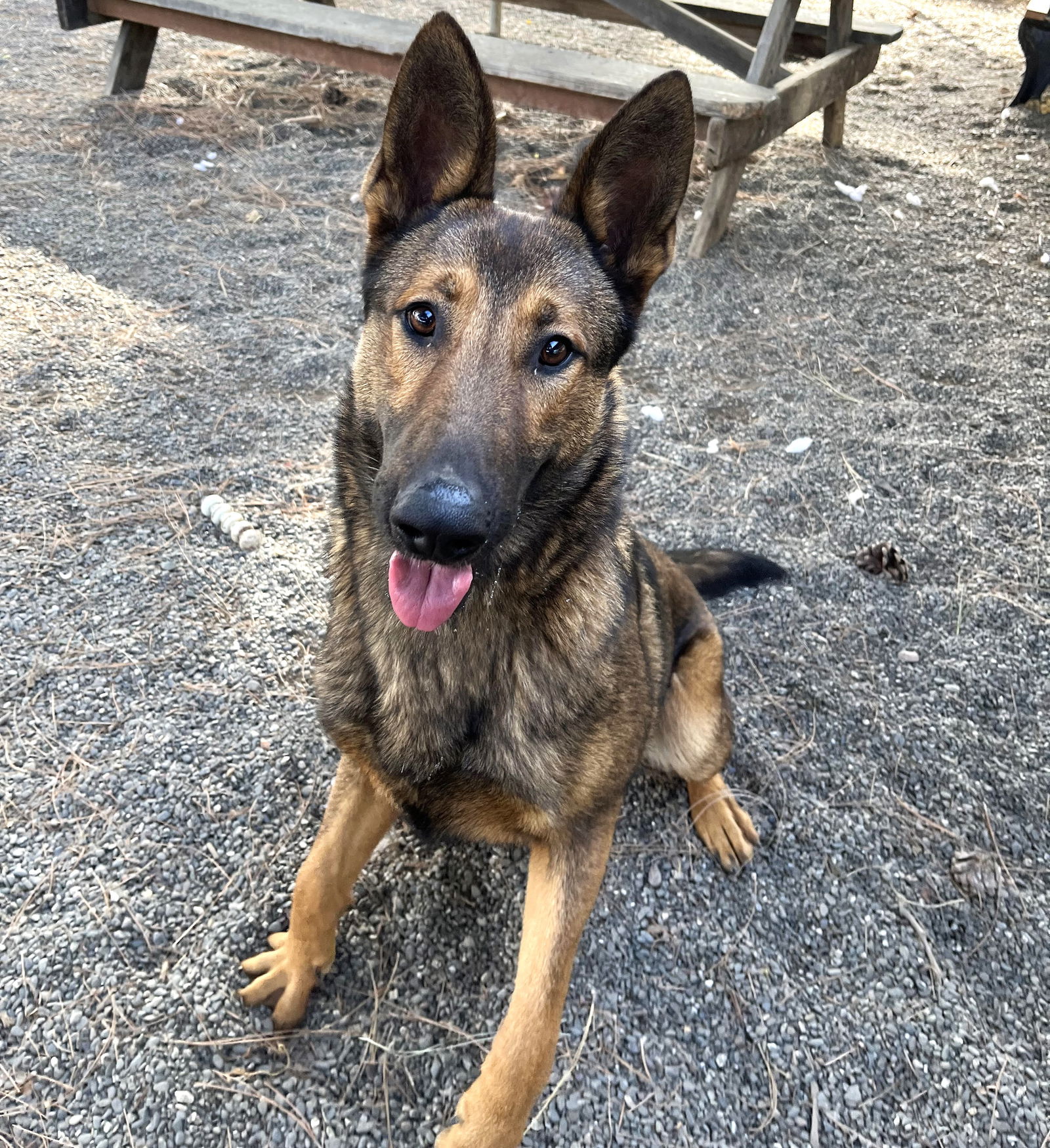 Dog for Adoption - Woody, a German Shepherd Dog in Colusa, CA | Alpha Paw