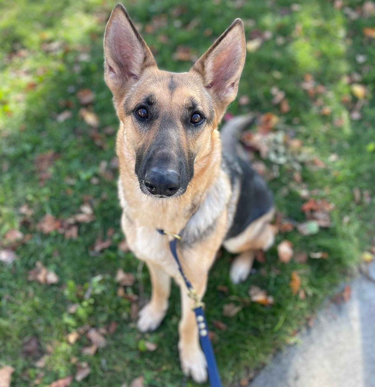 Dog for Adoption - Billie, a German Shepherd Dog in Colusa, CA | Alpha Paw