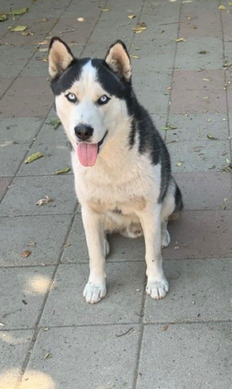adoptable Dog in Woodland, CA named Kiara & Taladro