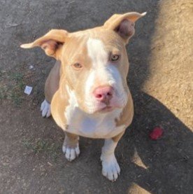 adoptable Dog in Woodland, CA named Tuco