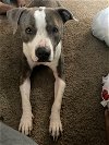 adoptable Dog in woodland, CA named Boi