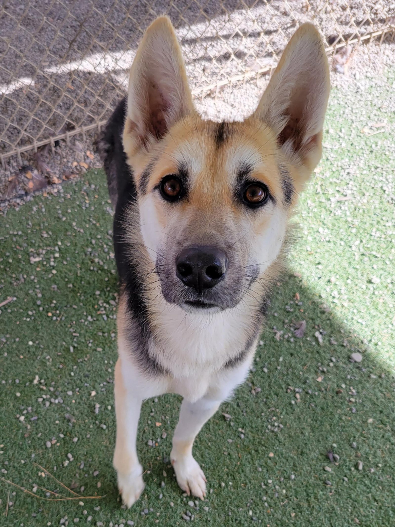 adoptable Dog in Woodland, CA named Ezra