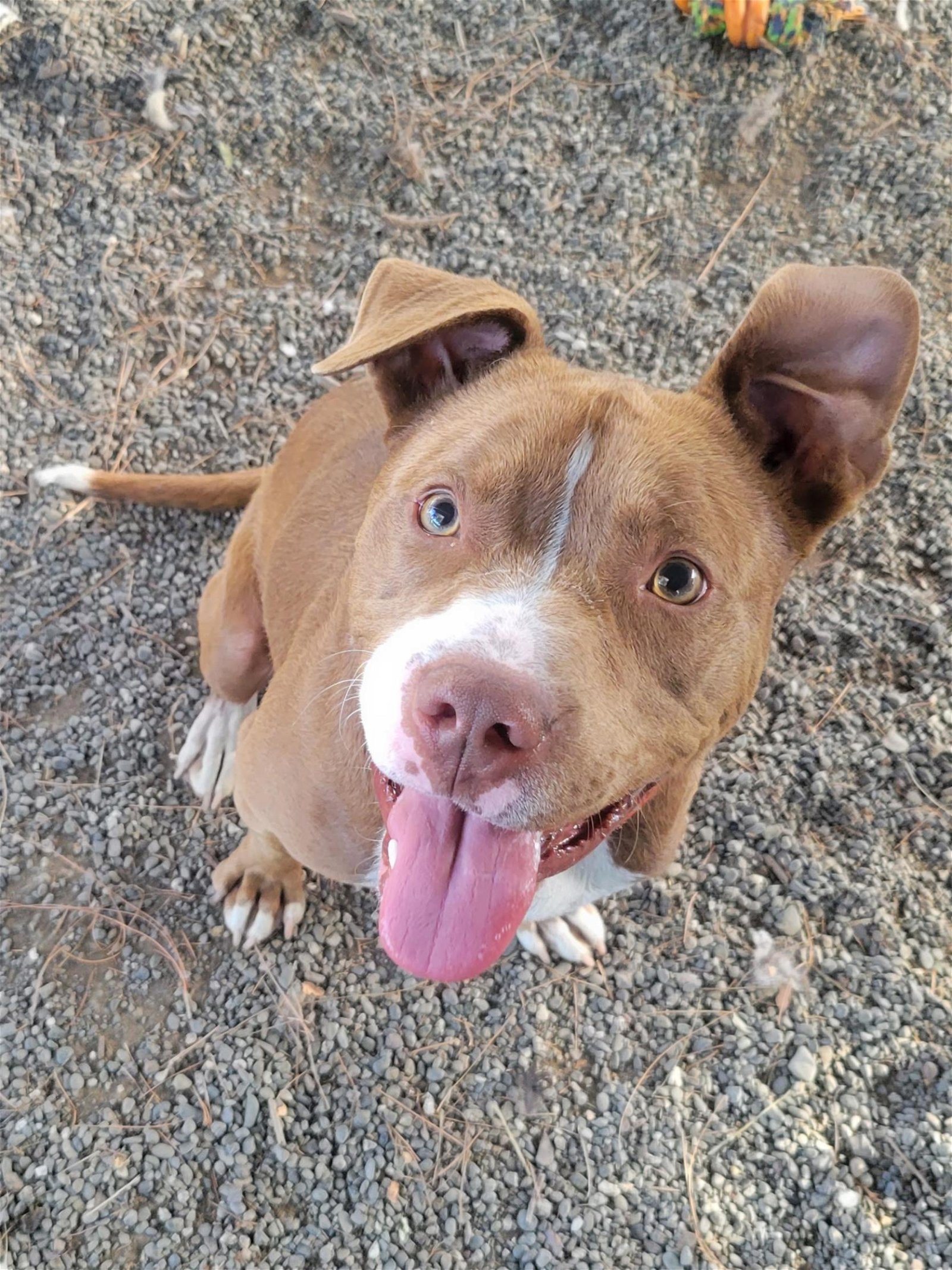 adoptable Dog in Woodland, CA named Orion