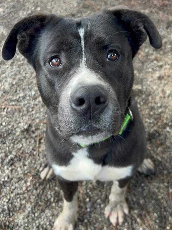 adoptable Dog in Woodland, CA named Dale