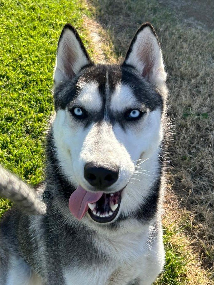adoptable Dog in Woodland, CA named Sonic