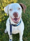 adoptable Dog in woodland, ca, CA named Donner