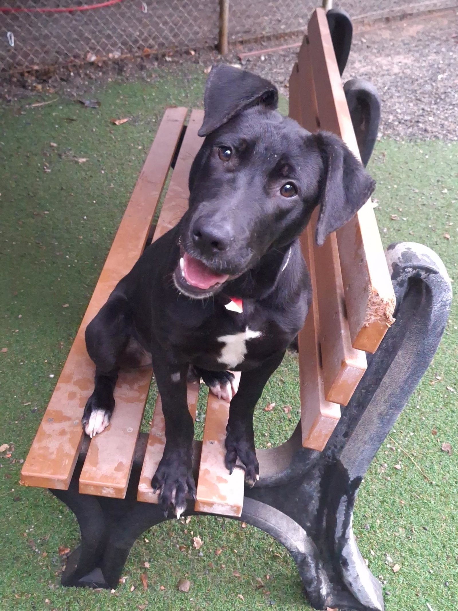 Dog for Adoption Miles, a Labrador Retriever in Yolo County, CA