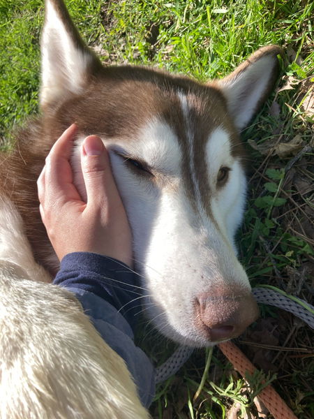 adoptable Dog in Woodland, CA named Clifford