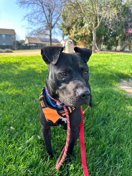 adoptable Dog in Woodland, CA named Cody